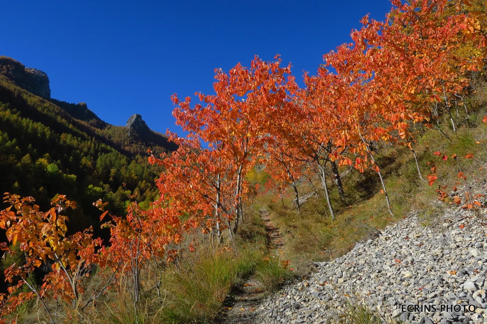 Paysage d'été au Pays des Écrins